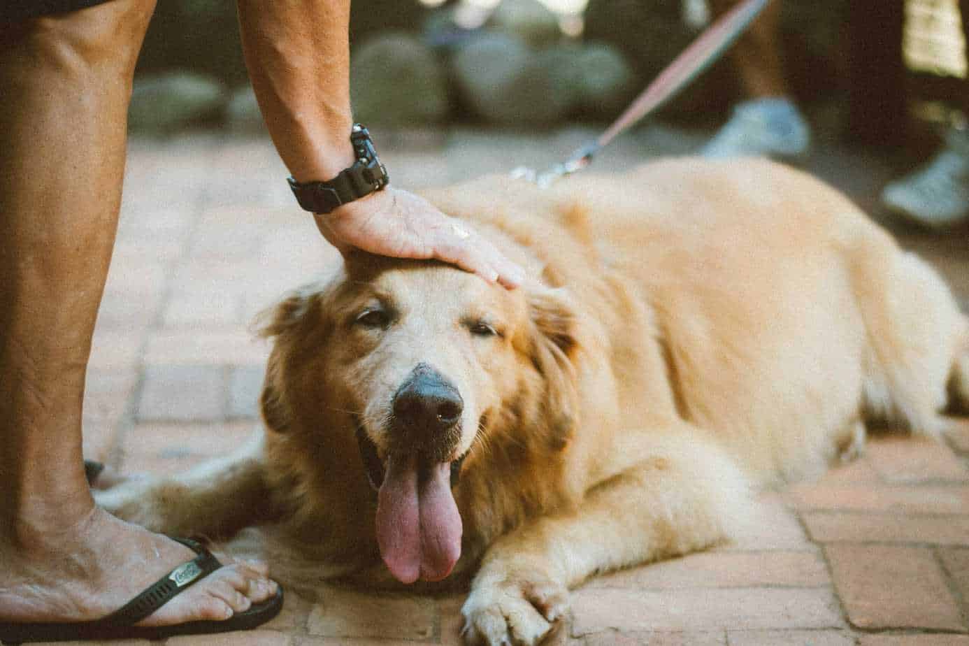 Best Dog for Single Women Your Dog Advisor