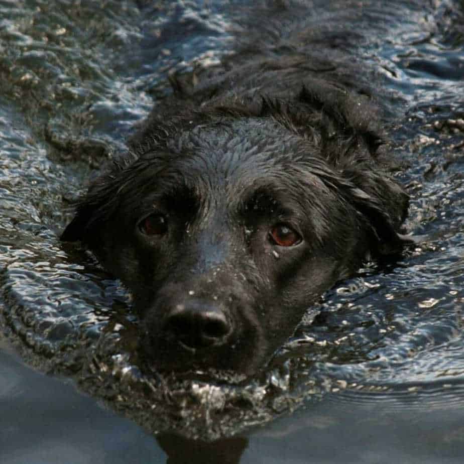 Best Swimming Dogs - The Best and Worst Dog Breeds for Swimming 8