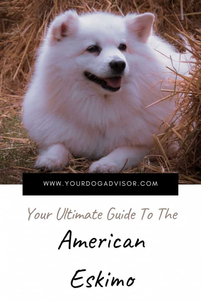 Can American Eskimo Dogs Be Left Alone