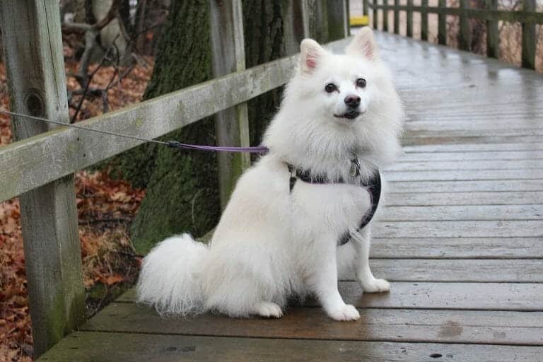 Ultimate Guide To The American Eskimo Dog Your Dog Advisor