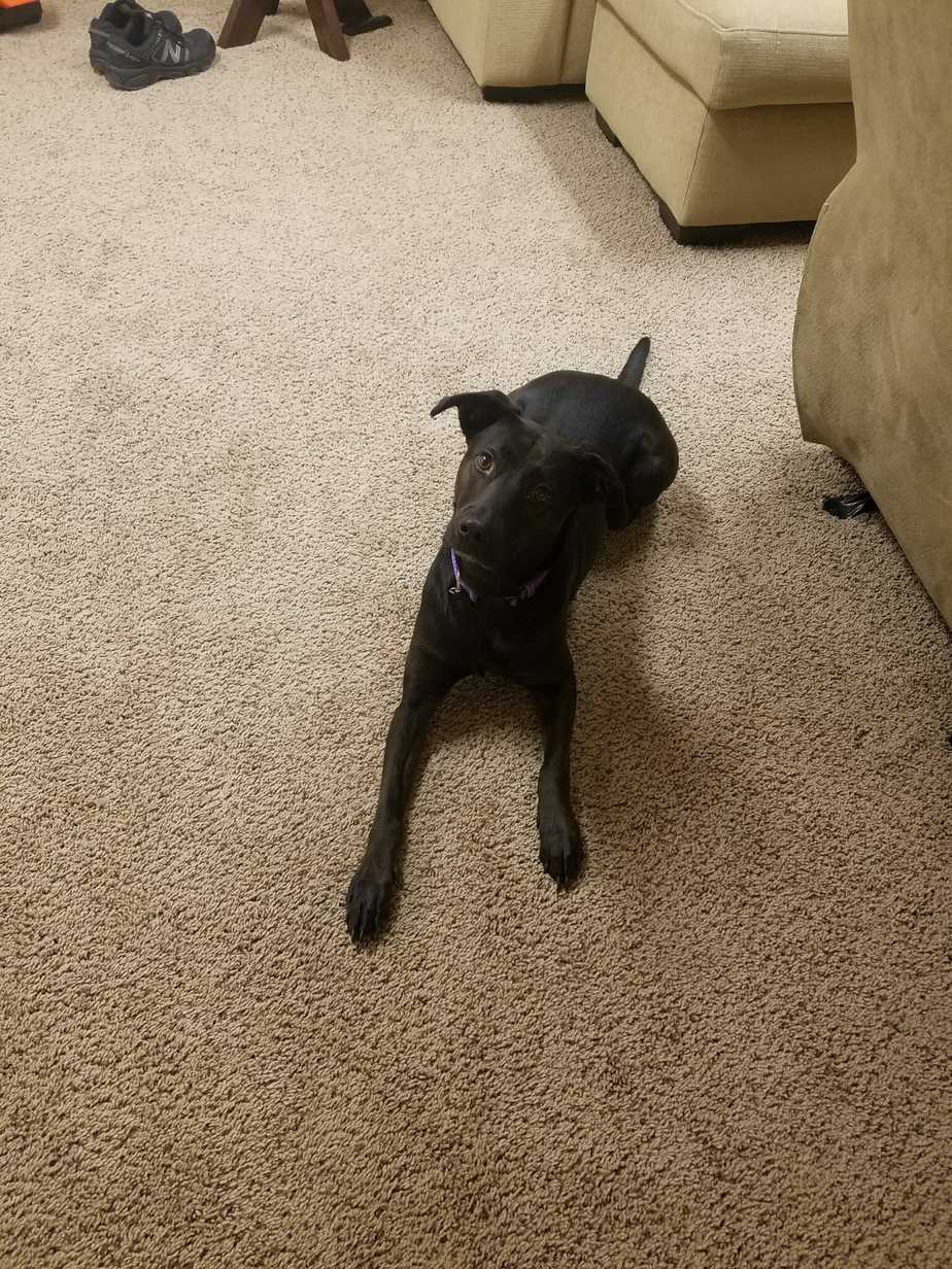 Why Do Dogs Tilt Their Heads? Your Dog Advisor