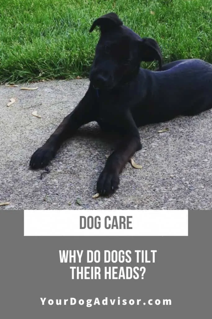 Why Do Dogs Tilt Their Heads? 5