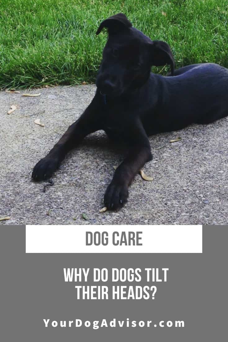 Why Do Dogs Tilt Their Heads? Your Dog Advisor