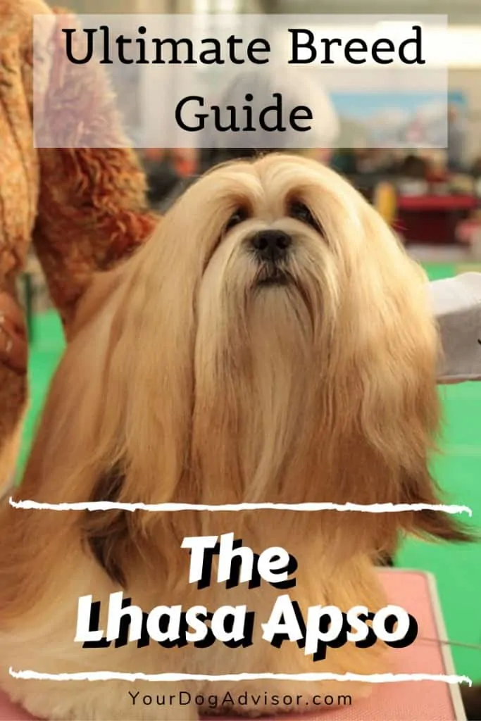 The Lhasa Apso - Ultimate Breed Information Guide 9