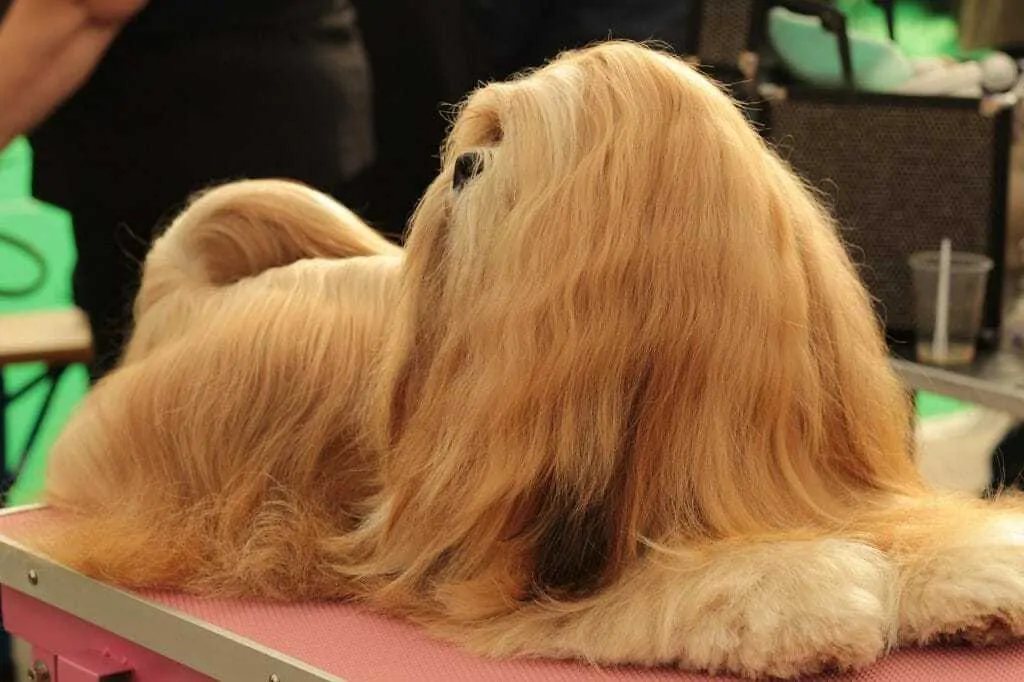 The Lhasa Apso - Ultimate Breed Information Guide 1