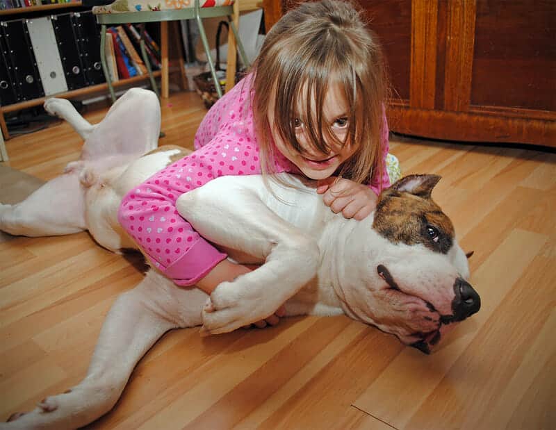 The Dogo Argentino - Ultimate Breed Information Guide 6