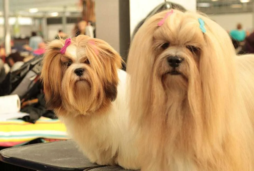 The Lhasa Apso - Ultimate Breed Information Guide 6