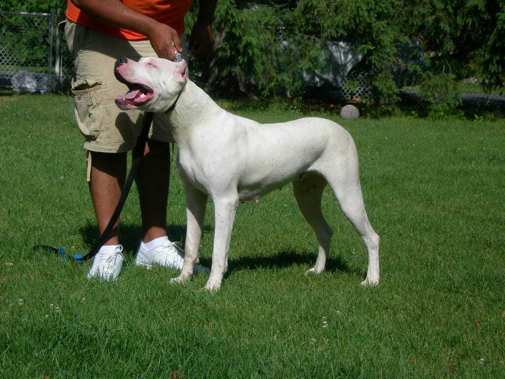 The Dogo Argentino - Ultimate Breed Information Guide 7