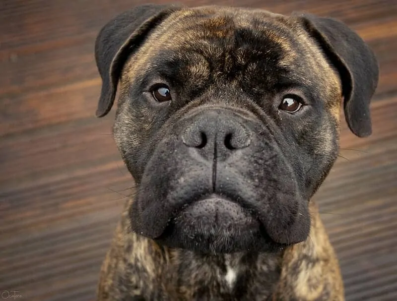 The Bullmastiff - Ultimate Breed Information Guide 8