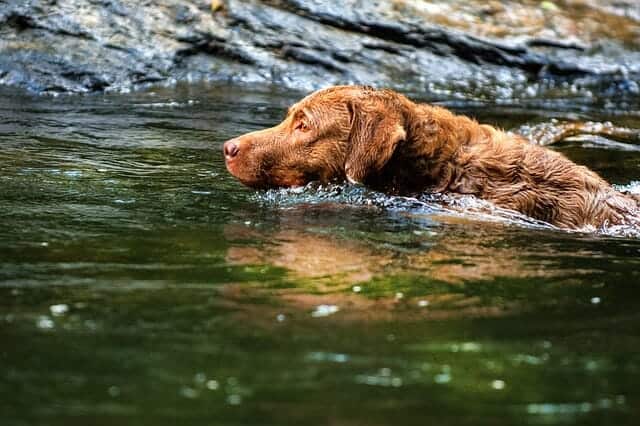 Best Swimming Dogs - The Best and Worst Dog Breeds for Swimming 11