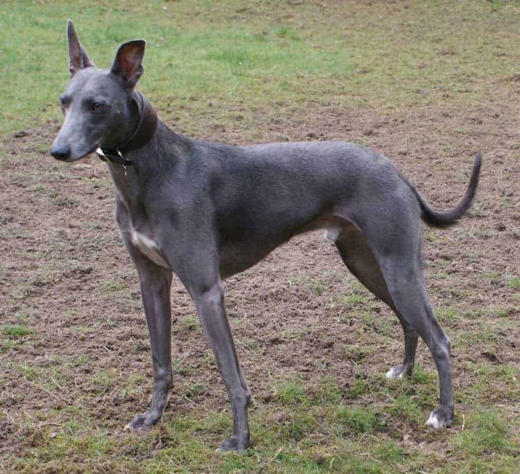 whippet mix for adoption