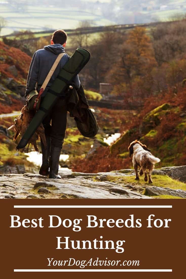 15 Best Hunting Dogs Your Dog Advisor