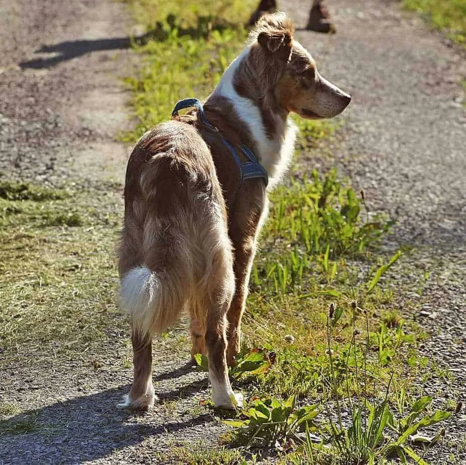 15 Things You Should Know About the Red Merle Australian Shepherd Dog Breed 1