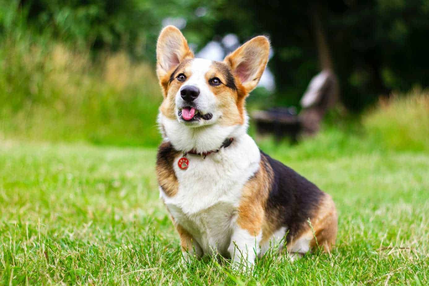 The Best Dogs for Seniors and Retirees Your Dog Advisor