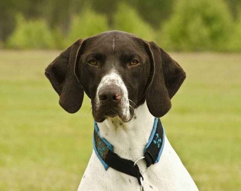 15 Best Hunting Dogs Your Dog Advisor