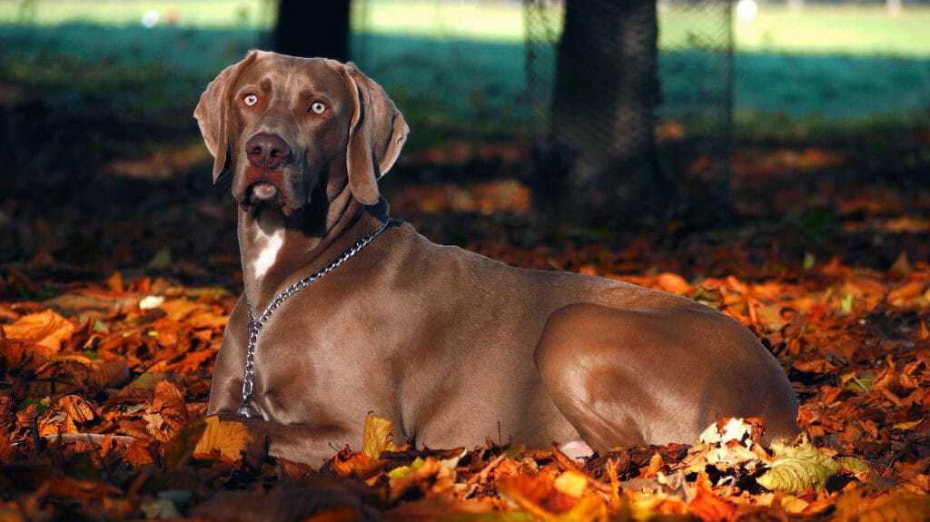15 Best Hunting Dogs Your Dog Advisor