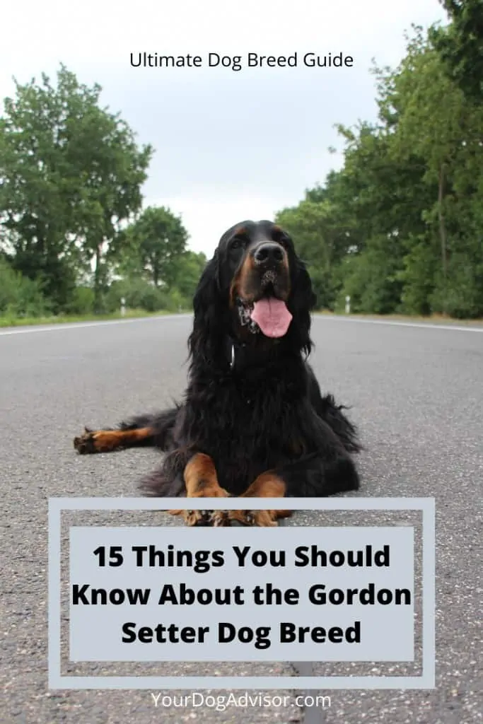 Gordon Setter Dog Breed Information - 15 Things to Know 8