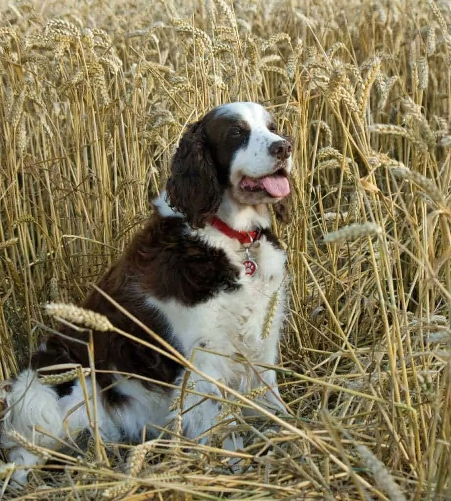 15 Best Hunting Dogs 16