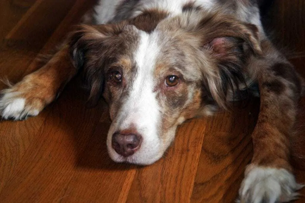15 Things You Should Know About the Red Merle Australian Shepherd Dog Breed 2