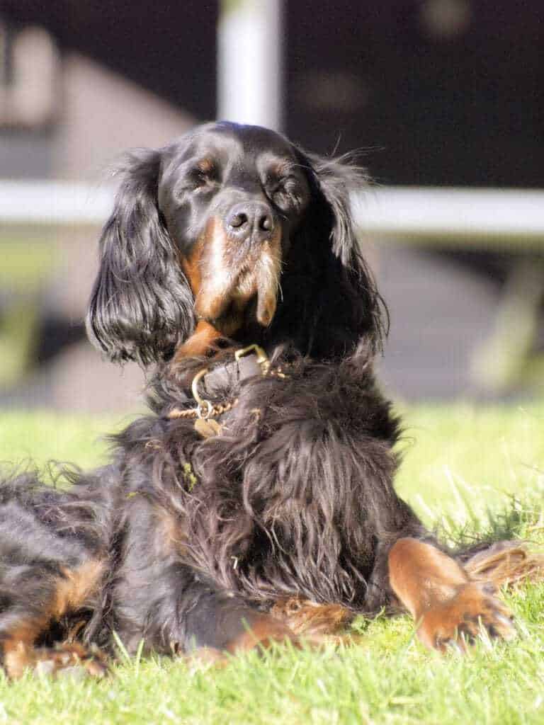 are gordon setters good dogs