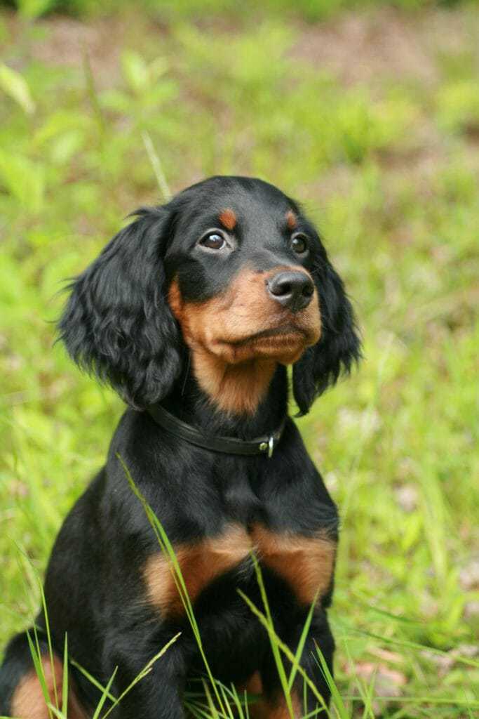 are gordon setters good dogs