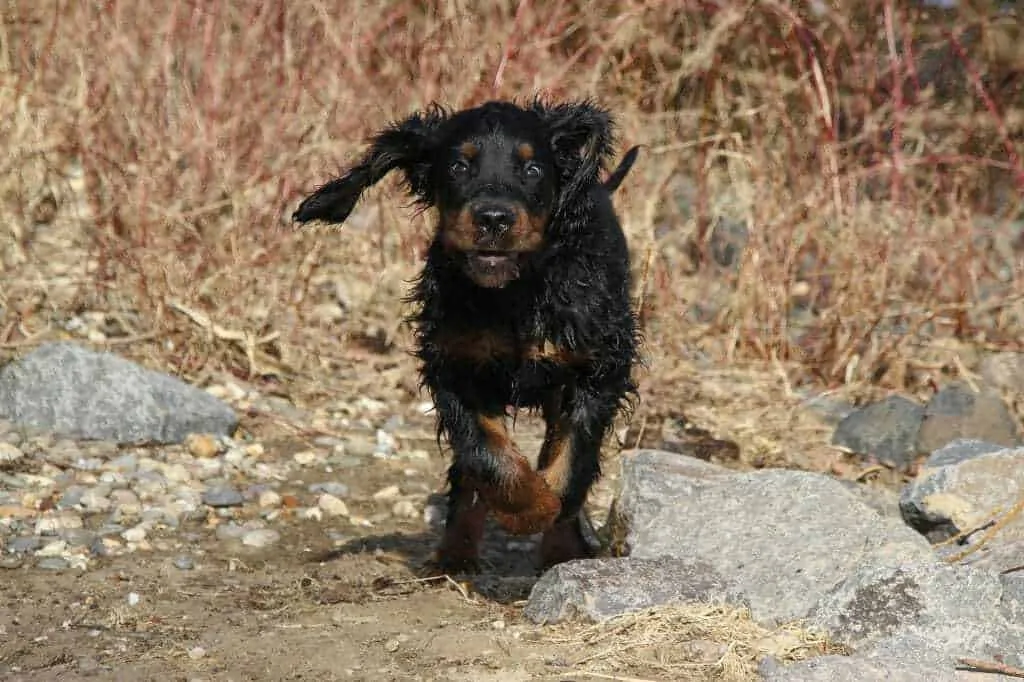 Gordon Setter Dog Breed Information - 15 Things to Know 4