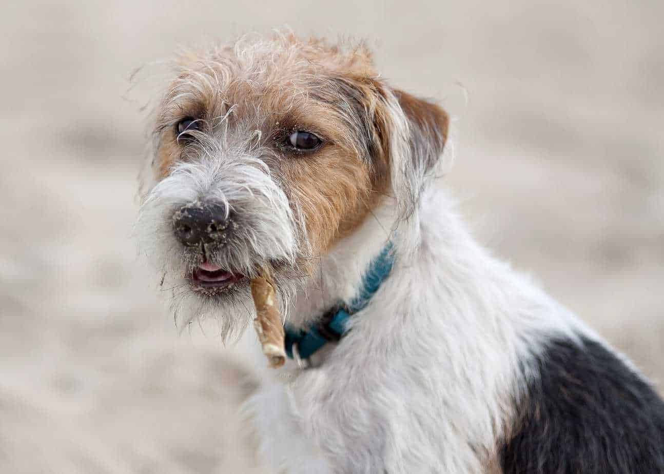 15 Things to Know About the Parson Russell Terrier Dog Breed Your Dog