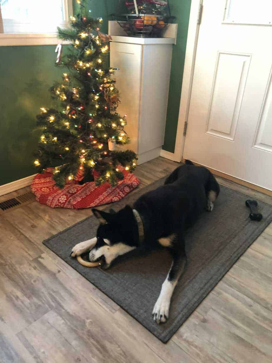 The Best Dog Toys for Aggressive Chewers Your Dog Advisor