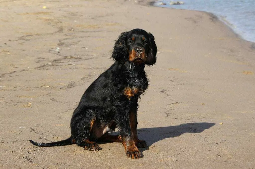 Gordon Setter Dog Breed Information - 15 Things to Know 5