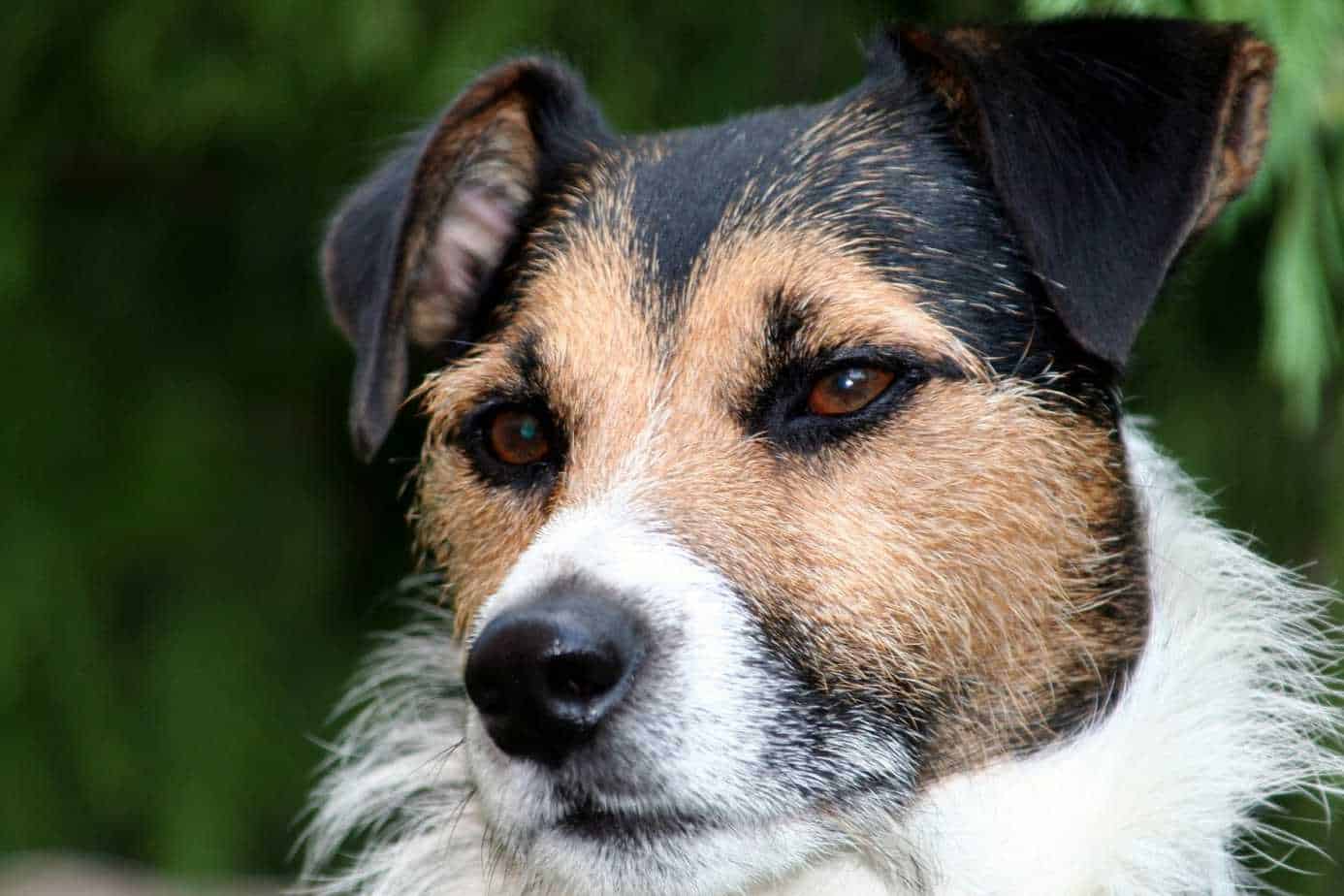 15 Things to Know About the Parson Russell Terrier Dog Breed Your Dog