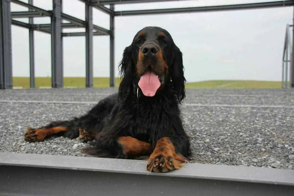 Gordon Setter Dog Breed Information - 15 Things to Know 7