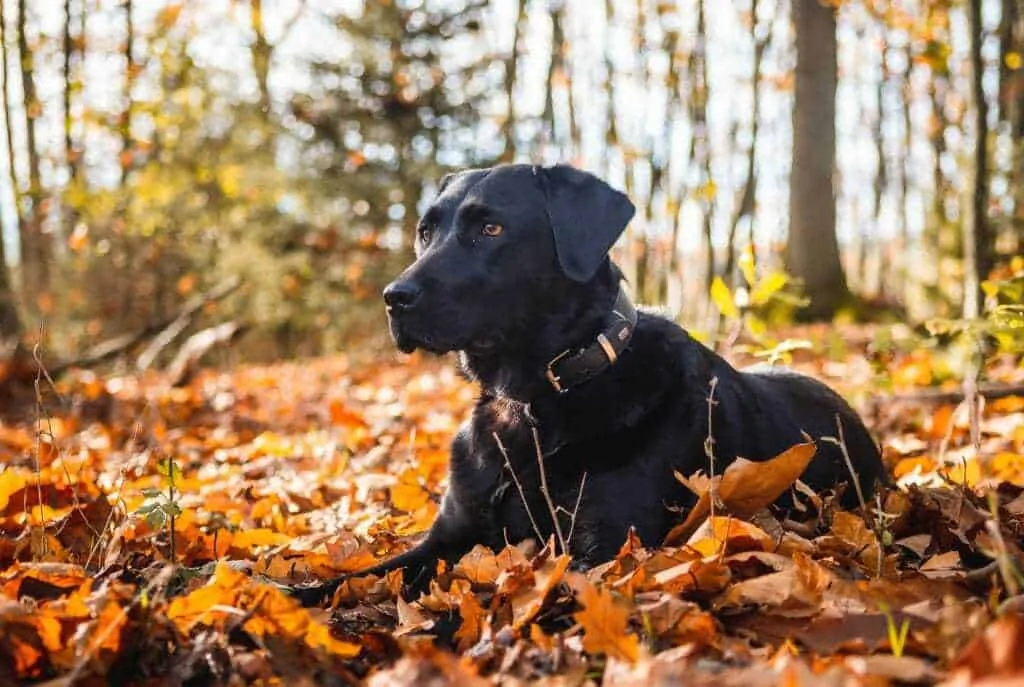 15 Best Hunting Dogs 7