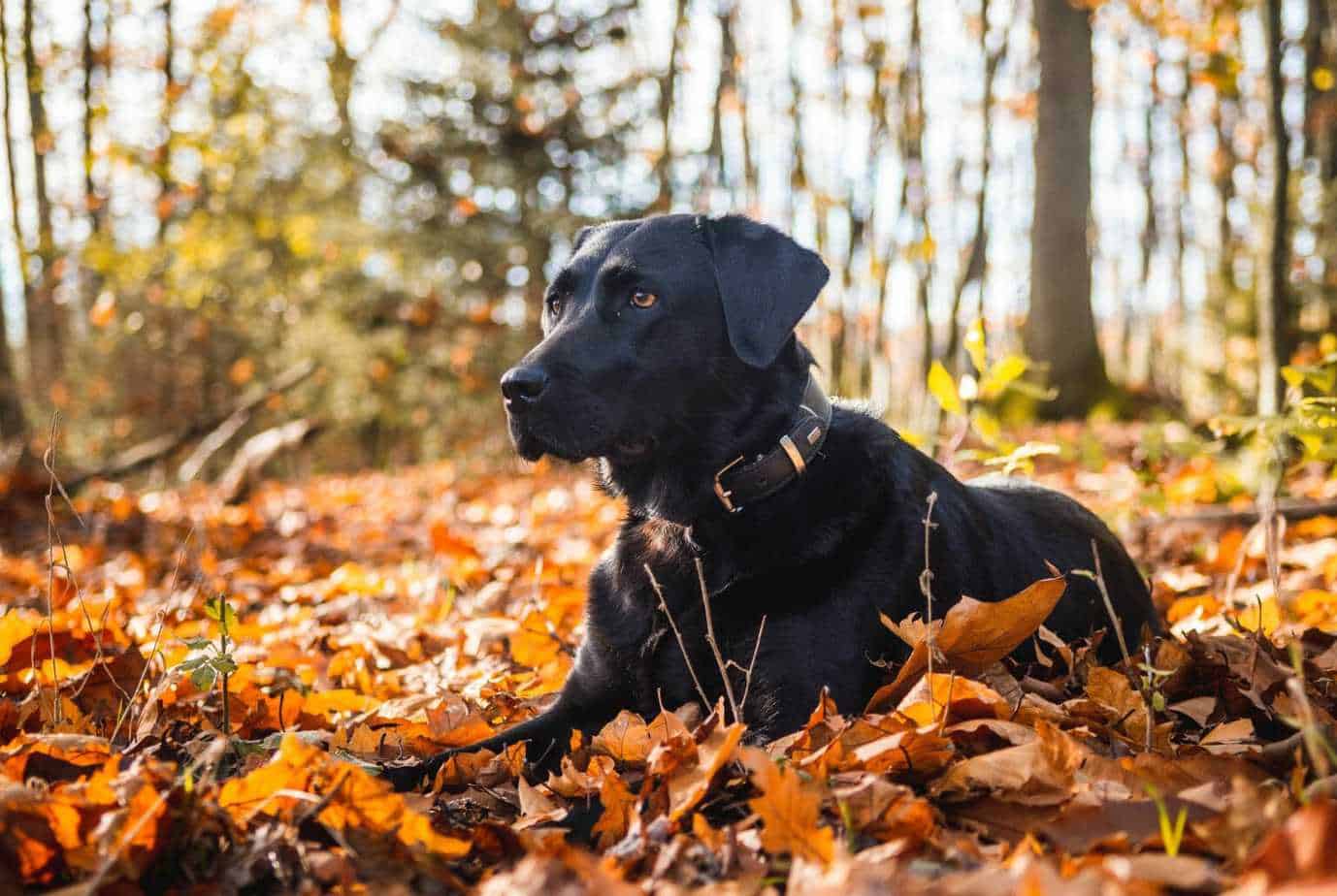 15 Best Hunting Dogs Your Dog Advisor