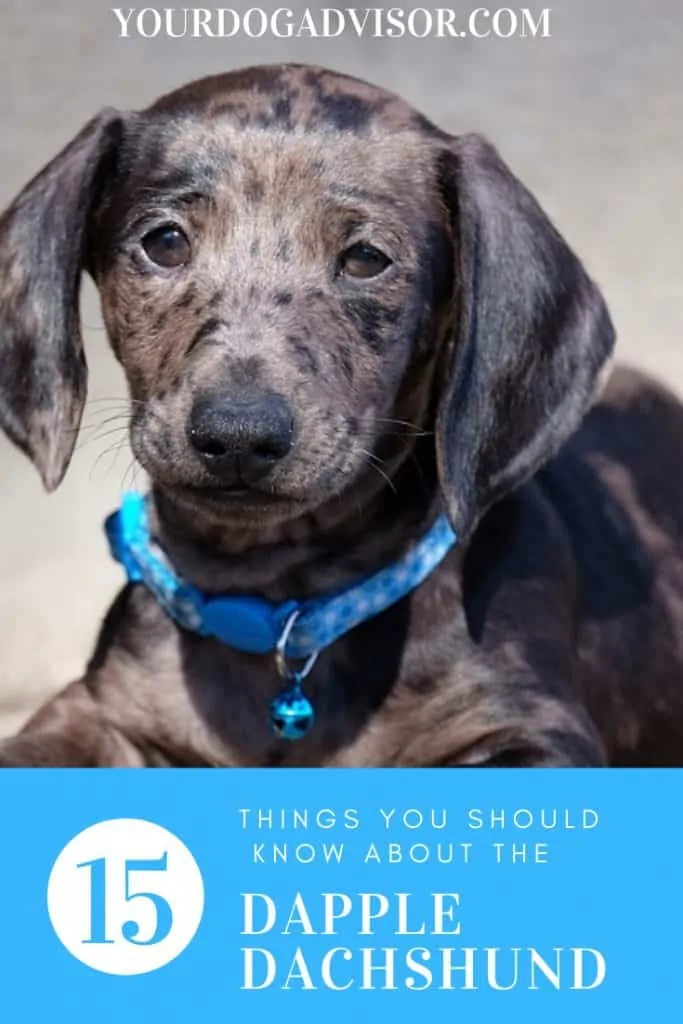 Dapple Dachshund Breed Information - 15 Things You Should Know 16