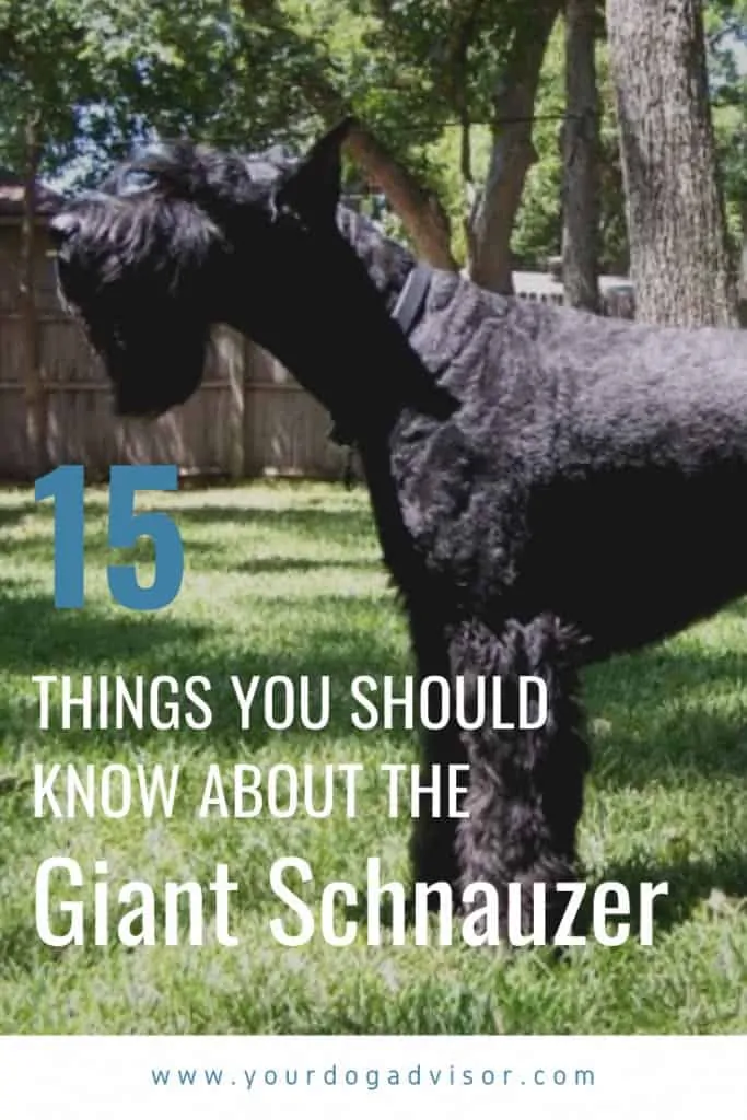 Giant Schnauzer Dog Breed Information - 15 Things to Know 13