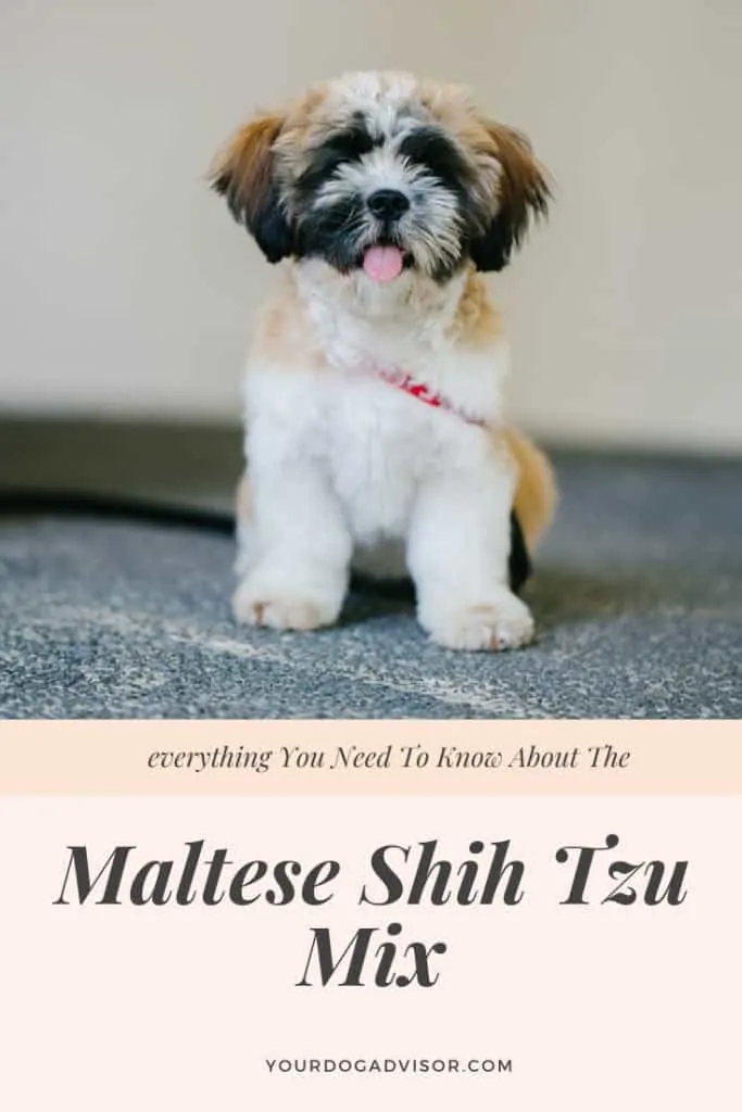 Maltese Shih Tzu Mix Breed Information Guide 12