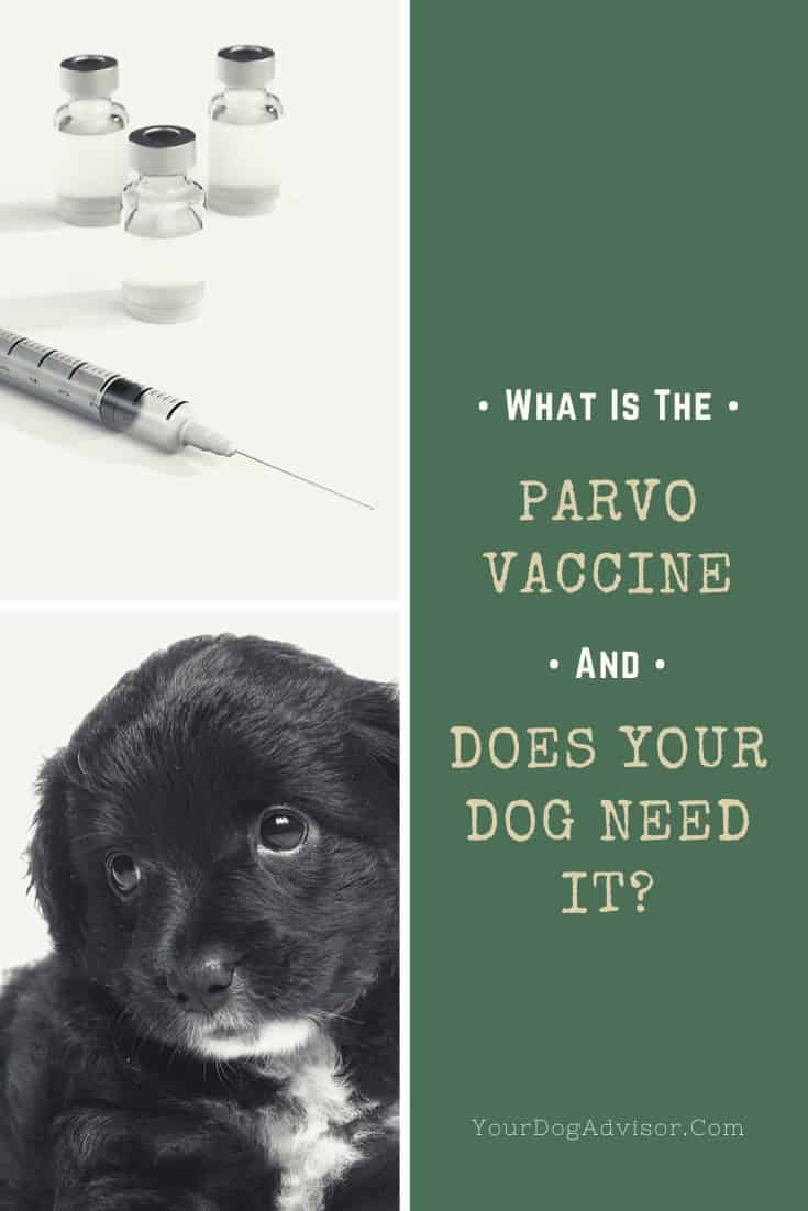 What Is The Parvo Vaccine And Does Your Dog Need It? Your Dog Advisor