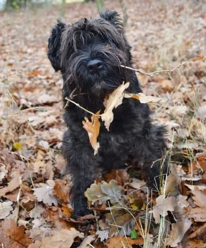 Giant Schnauzer Dog Breed Information - 15 Things to Know 1