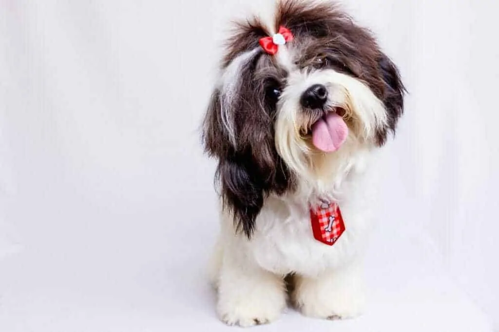 Maltese Shih Tzu Mix Breed Information Guide 1