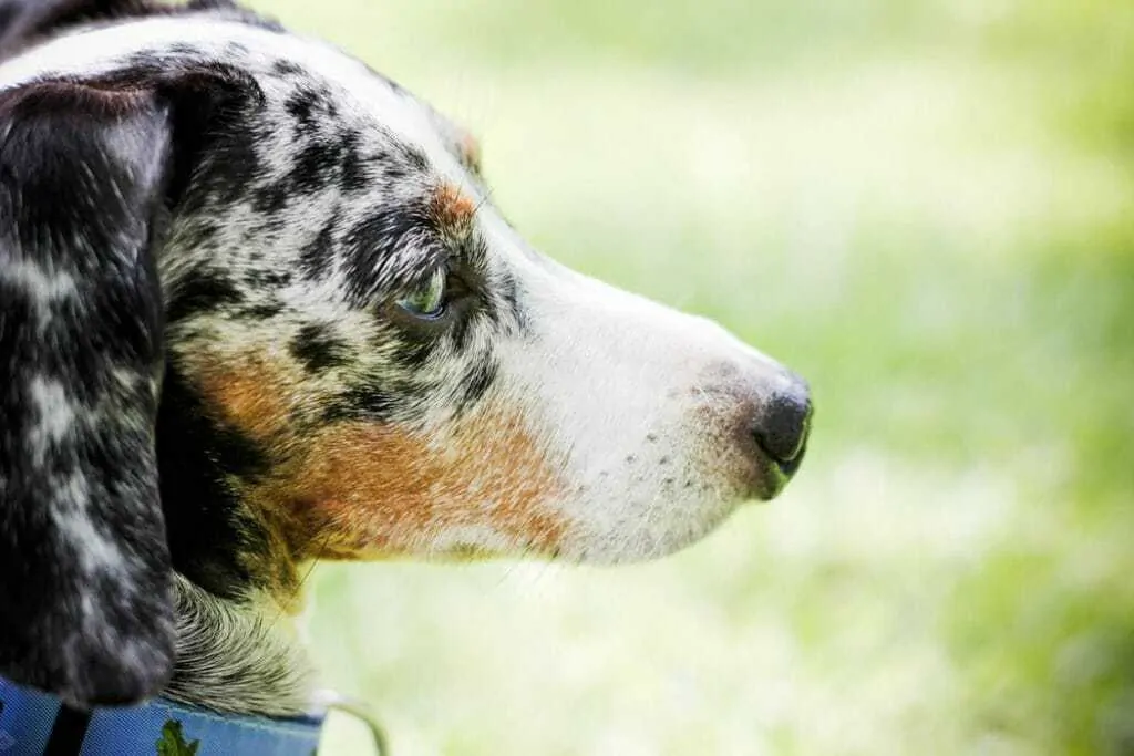 silver dapple dachshund