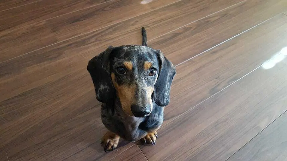 Double dapple hotsell weiner dog