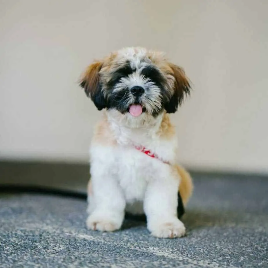 Maltese Shih Tzu Mix Breed Information Guide 11