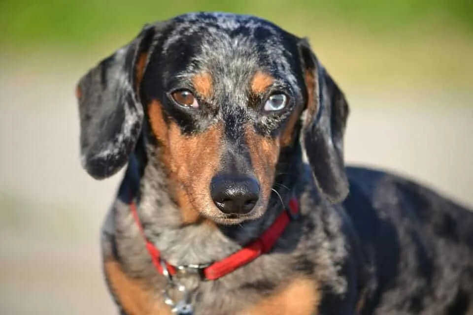 Dapple Dachshund Breed Information - 15 Things You Should Know 12