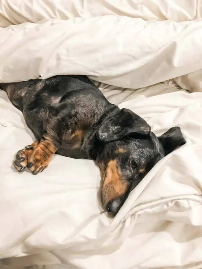 Dapple Dachshund Breed Information - 15 Things You Should Know 13