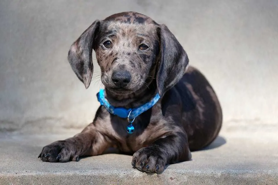 Dapple Dachshund Breed Information - 15 Things You Should Know 14