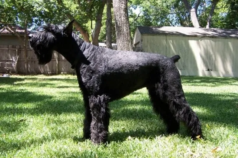 Giant Schnauzer Dog Breed Information - 15 Things to Know 2