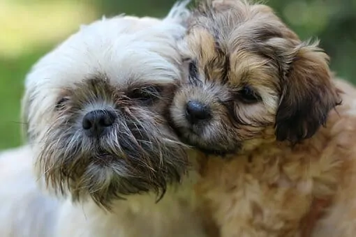 Maltese Shih Tzu Mix Breed Information Guide 2