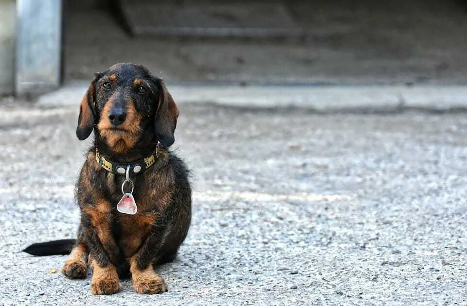 Silver dapple best sale wire haired dachshund