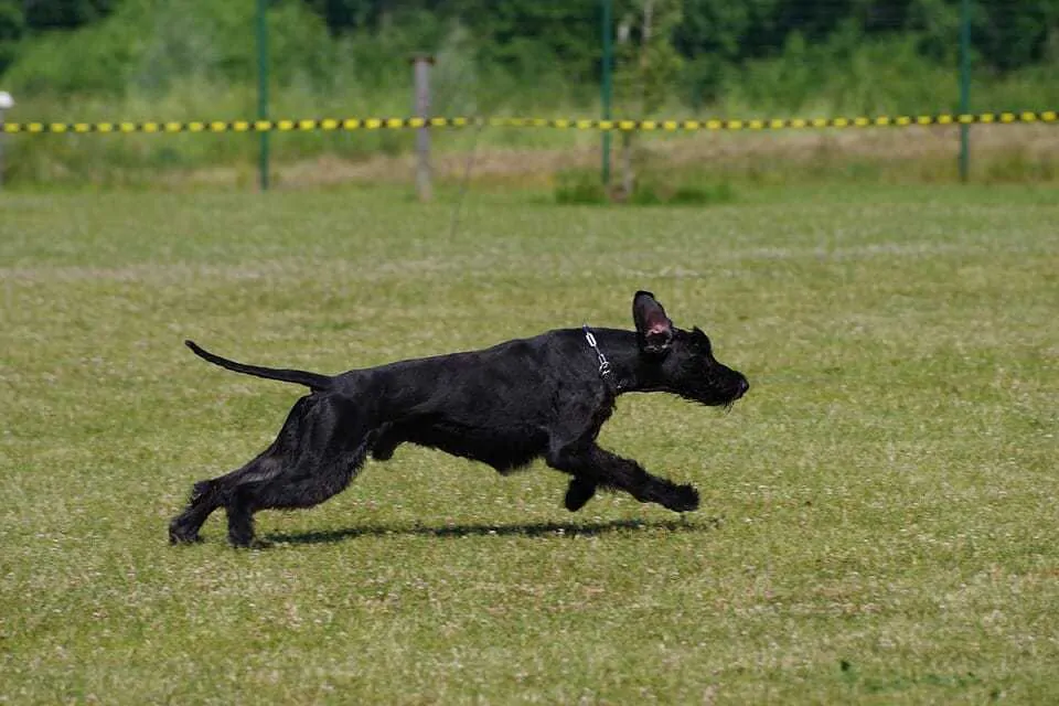 Giant Schnauzer Dog Breed Information - 15 Things to Know 3