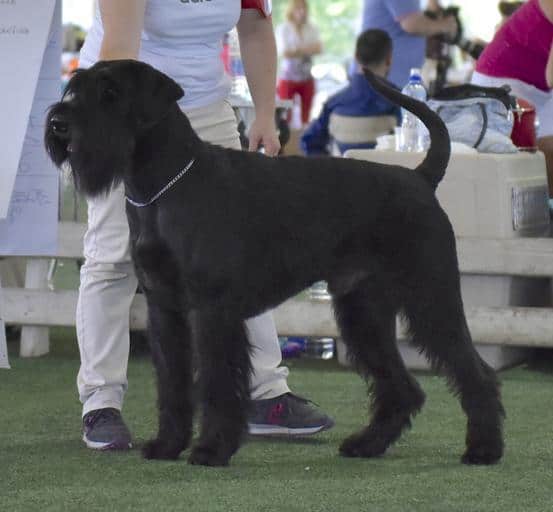 does the giant schnauzer love children